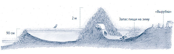 Иллюстрация к книге — Зима: Секреты выживания растений и животных в самое суровое время года [i_038.jpg]