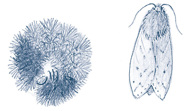 Иллюстрация к книге — Зима: Секреты выживания растений и животных в самое суровое время года [i_043.jpg]