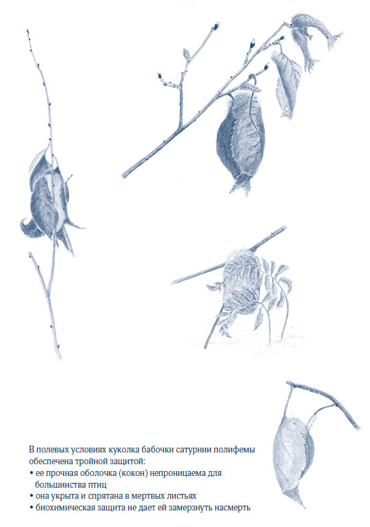 Иллюстрация к книге — Зима: Секреты выживания растений и животных в самое суровое время года [i_046.jpg]