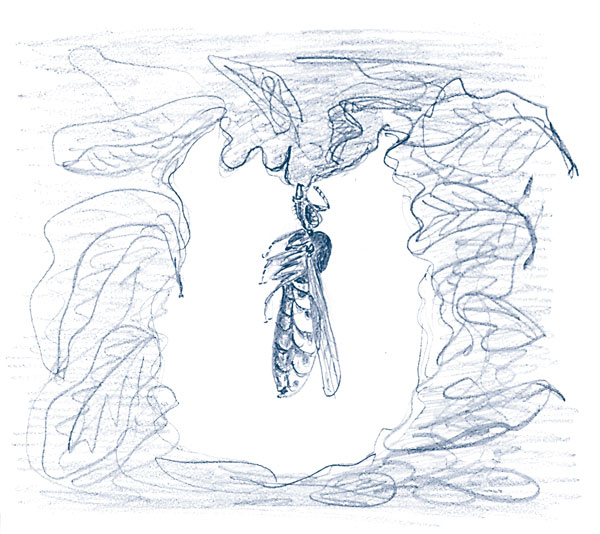 Иллюстрация к книге — Зима: Секреты выживания растений и животных в самое суровое время года [i_047.jpg]