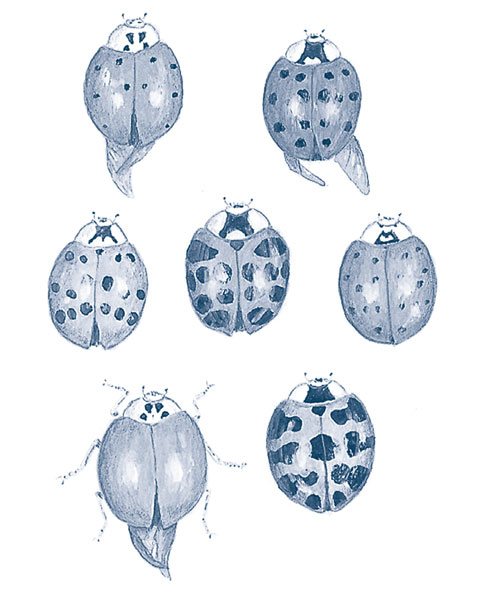 Иллюстрация к книге — Зима: Секреты выживания растений и животных в самое суровое время года [i_048.jpg]