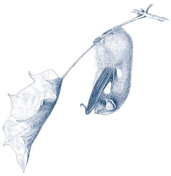 Иллюстрация к книге — Зима: Секреты выживания растений и животных в самое суровое время года [i_051.jpg]