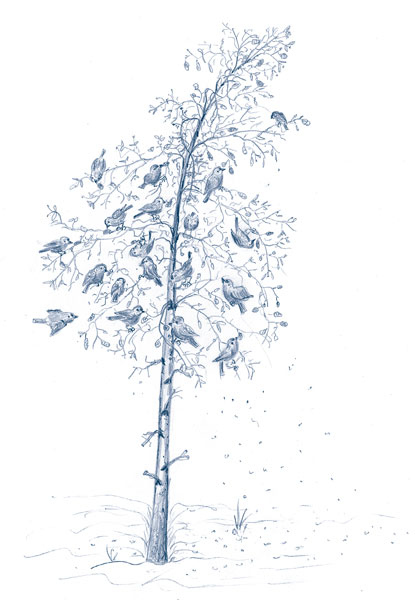 Иллюстрация к книге — Зима: Секреты выживания растений и животных в самое суровое время года [i_052.jpg]