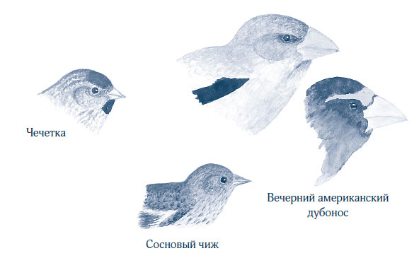 Иллюстрация к книге — Зима: Секреты выживания растений и животных в самое суровое время года [i_053.jpg]