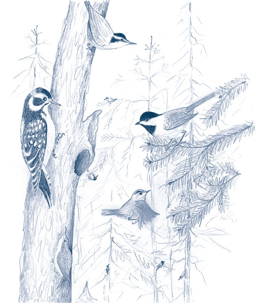 Иллюстрация к книге — Зима: Секреты выживания растений и животных в самое суровое время года [i_054.jpg]