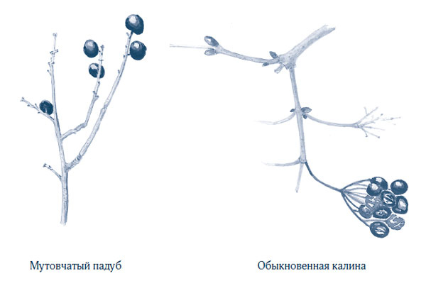 Иллюстрация к книге — Зима: Секреты выживания растений и животных в самое суровое время года [i_055.jpg]