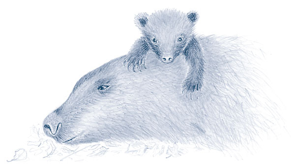 Иллюстрация к книге — Зима: Секреты выживания растений и животных в самое суровое время года [i_057.jpg]