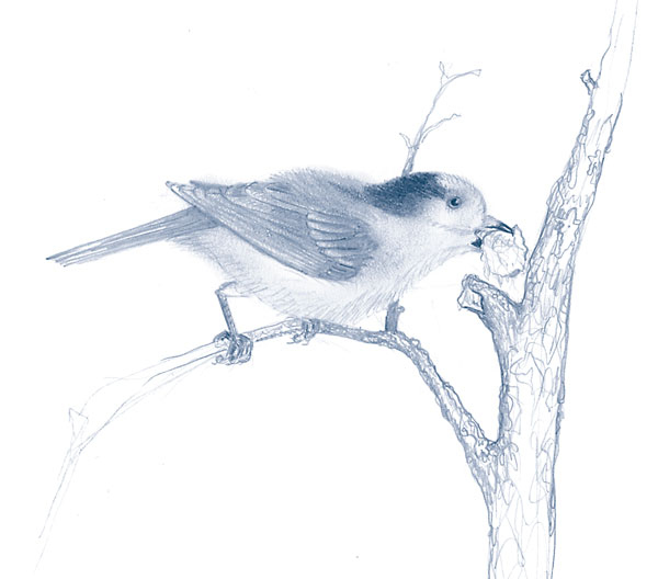 Иллюстрация к книге — Зима: Секреты выживания растений и животных в самое суровое время года [i_059.jpg]