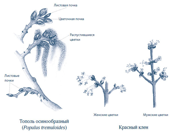 Иллюстрация к книге — Зима: Секреты выживания растений и животных в самое суровое время года [i_061.jpg]