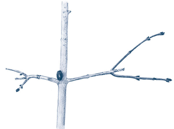 Иллюстрация к книге — Зима: Секреты выживания растений и животных в самое суровое время года [i_062.jpg]