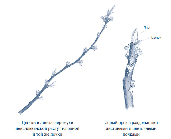 Иллюстрация к книге — Зима: Секреты выживания растений и животных в самое суровое время года [i_064.jpg]