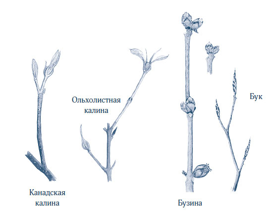Иллюстрация к книге — Зима: Секреты выживания растений и животных в самое суровое время года [i_066.jpg]