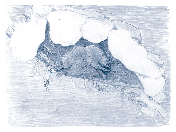 Иллюстрация к книге — Зима: Секреты выживания растений и животных в самое суровое время года [i_069.jpg]