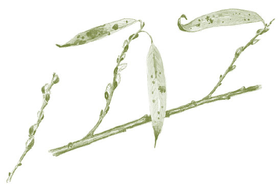 Иллюстрация к книге — Лето: Секреты выживания растений и животных в сезон изобилия [i_006.jpg]