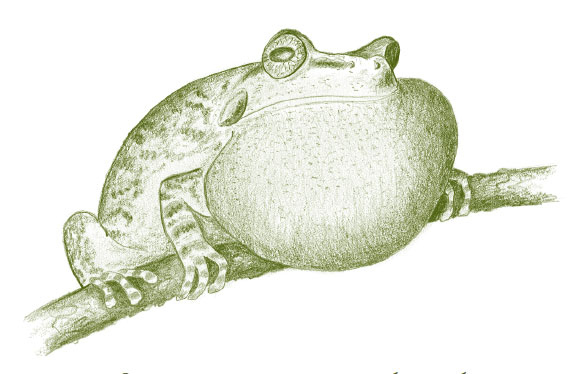 Иллюстрация к книге — Лето: Секреты выживания растений и животных в сезон изобилия [i_008.jpg]