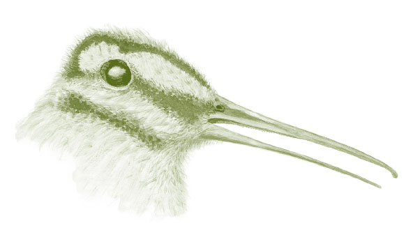 Иллюстрация к книге — Лето: Секреты выживания растений и животных в сезон изобилия [i_012.jpg]