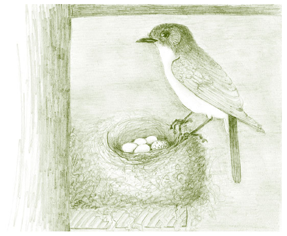 Иллюстрация к книге — Лето: Секреты выживания растений и животных в сезон изобилия [i_013.jpg]