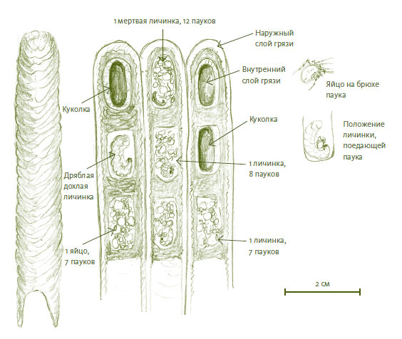 Иллюстрация к книге — Лето: Секреты выживания растений и животных в сезон изобилия [i_016.jpg]