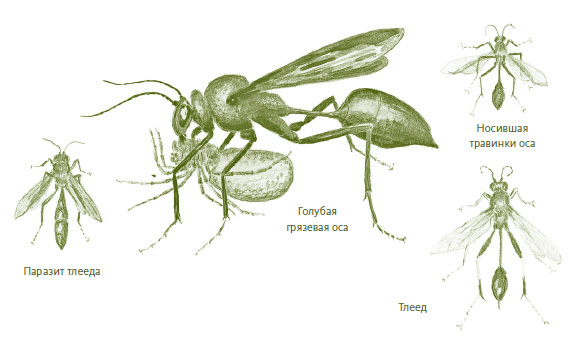 Иллюстрация к книге — Лето: Секреты выживания растений и животных в сезон изобилия [i_018.jpg]