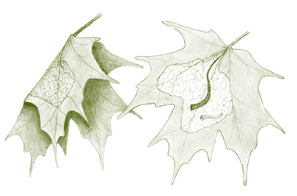 Иллюстрация к книге — Лето: Секреты выживания растений и животных в сезон изобилия [i_020.jpg]