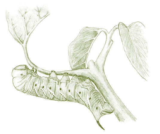Иллюстрация к книге — Лето: Секреты выживания растений и животных в сезон изобилия [i_021.jpg]