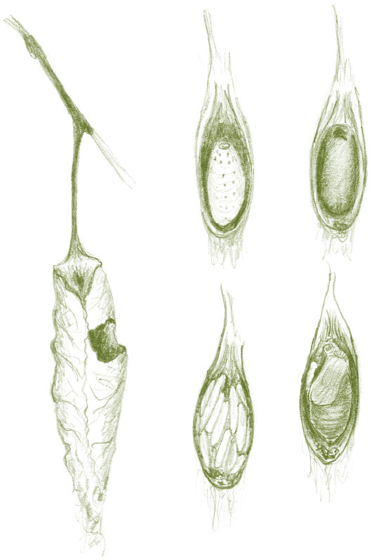 Иллюстрация к книге — Лето: Секреты выживания растений и животных в сезон изобилия [i_026.jpg]