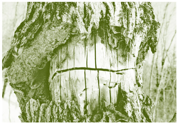 Иллюстрация к книге — Лето: Секреты выживания растений и животных в сезон изобилия [i_027.jpg]