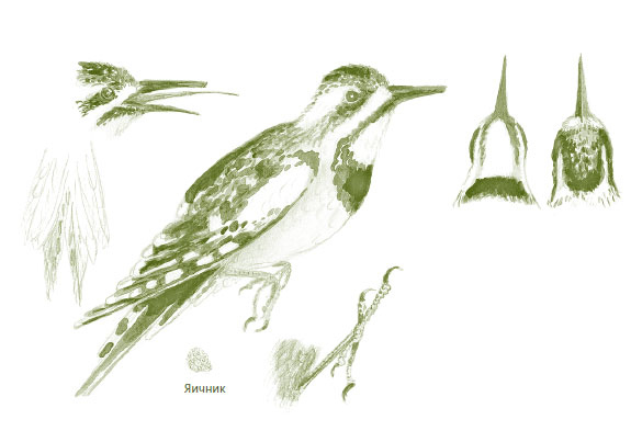 Иллюстрация к книге — Лето: Секреты выживания растений и животных в сезон изобилия [i_029.jpg]