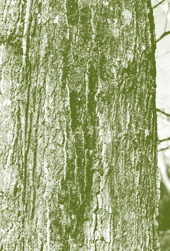 Иллюстрация к книге — Лето: Секреты выживания растений и животных в сезон изобилия [i_031.jpg]