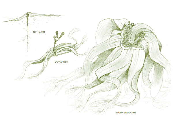 Иллюстрация к книге — Лето: Секреты выживания растений и животных в сезон изобилия [i_037.jpg]