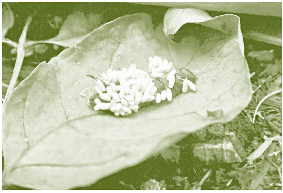 Иллюстрация к книге — Лето: Секреты выживания растений и животных в сезон изобилия [i_040.jpg]