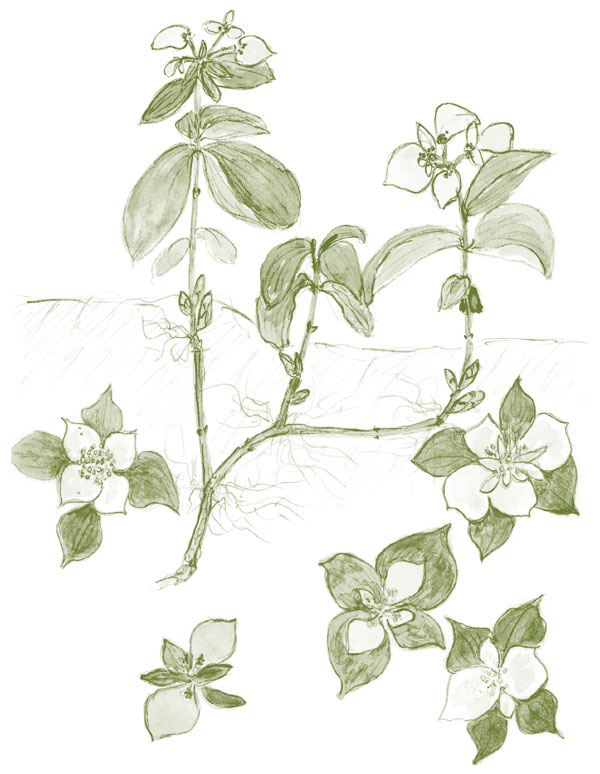 Иллюстрация к книге — Лето: Секреты выживания растений и животных в сезон изобилия [i_043.jpg]