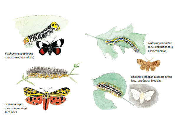 Иллюстрация к книге — Лето: Секреты выживания растений и животных в сезон изобилия [i_048.jpg]