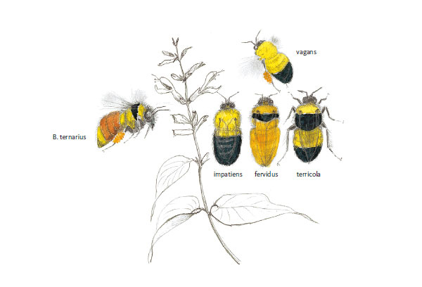 Иллюстрация к книге — Лето: Секреты выживания растений и животных в сезон изобилия [i_055.jpg]