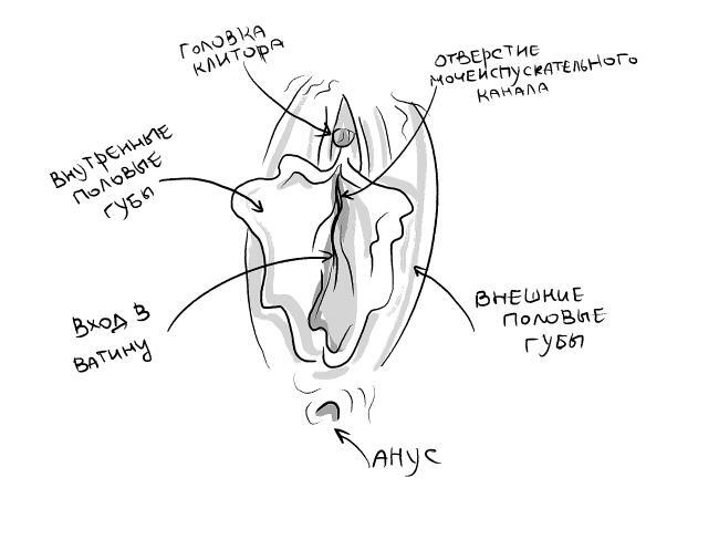Иллюстрация к книге — Уютный секс. Просто и легко о прекрасной части нашей жизни [i_003.jpg]