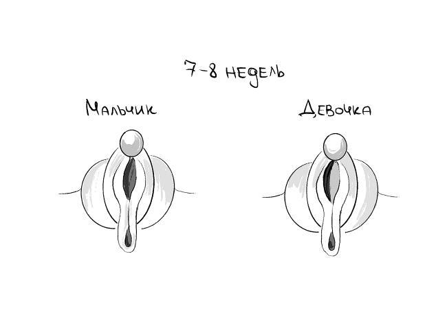 Иллюстрация к книге — Уютный секс. Просто и легко о прекрасной части нашей жизни [i_006.jpg]