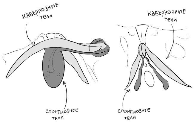 Иллюстрация к книге — Уютный секс. Просто и легко о прекрасной части нашей жизни [i_007.jpg]