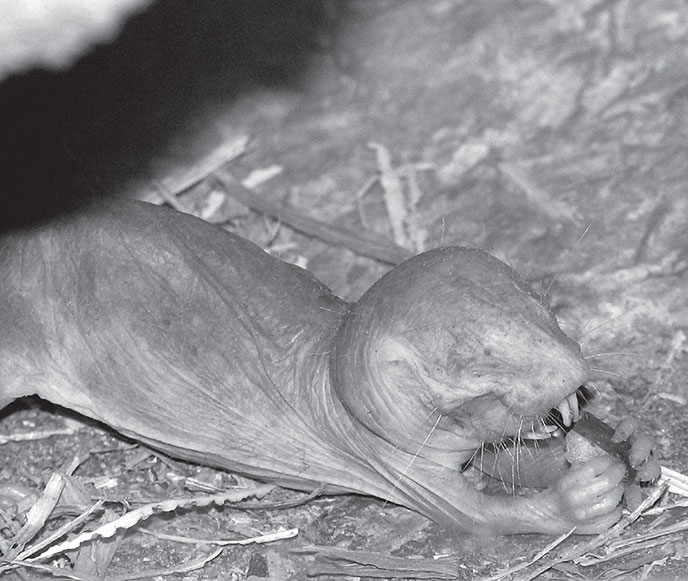 Иллюстрация к книге — Кодекс долголетия. Что заставляет нас стареть, зачем это нужно и как «обмануть» эволюцию: пошаговое руководство [i_001.jpg]