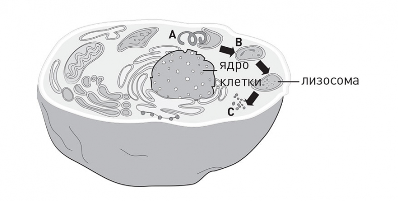 Иллюстрация к книге — Кодекс долголетия. Что заставляет нас стареть, зачем это нужно и как «обмануть» эволюцию: пошаговое руководство [i_007.jpg]