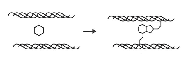 Иллюстрация к книге — Кодекс долголетия. Что заставляет нас стареть, зачем это нужно и как «обмануть» эволюцию: пошаговое руководство [i_010.jpg]