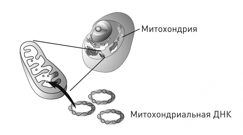 Иллюстрация к книге — Кодекс долголетия. Что заставляет нас стареть, зачем это нужно и как «обмануть» эволюцию: пошаговое руководство [i_016.jpg]