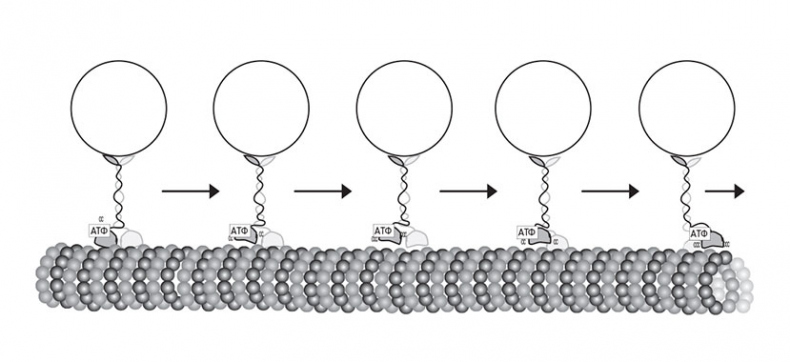 Иллюстрация к книге — Кодекс долголетия. Что заставляет нас стареть, зачем это нужно и как «обмануть» эволюцию: пошаговое руководство [i_020.jpg]