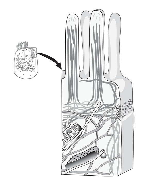Иллюстрация к книге — Кодекс долголетия. Что заставляет нас стареть, зачем это нужно и как «обмануть» эволюцию: пошаговое руководство [i_022.jpg]