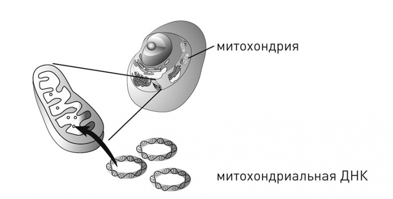 Иллюстрация к книге — Кодекс долголетия. Что заставляет нас стареть, зачем это нужно и как «обмануть» эволюцию: пошаговое руководство [i_034.jpg]