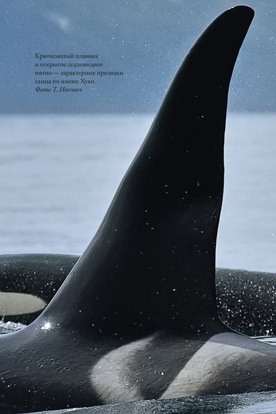 Иллюстрация к книге — Облачно, возможны косатки [i_001.jpg]