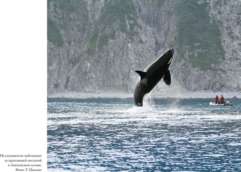 Иллюстрация к книге — Облачно, возможны косатки [i_004.jpg]