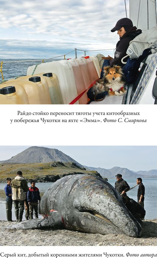 Иллюстрация к книге — Облачно, возможны косатки [i_007.jpg]