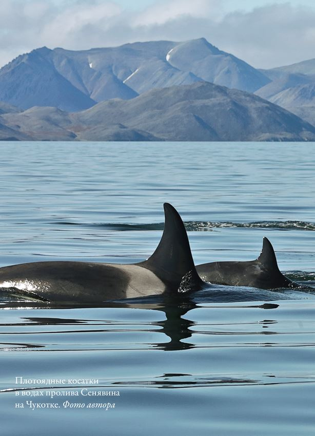 Иллюстрация к книге — Облачно, возможны косатки [i_009.jpg]