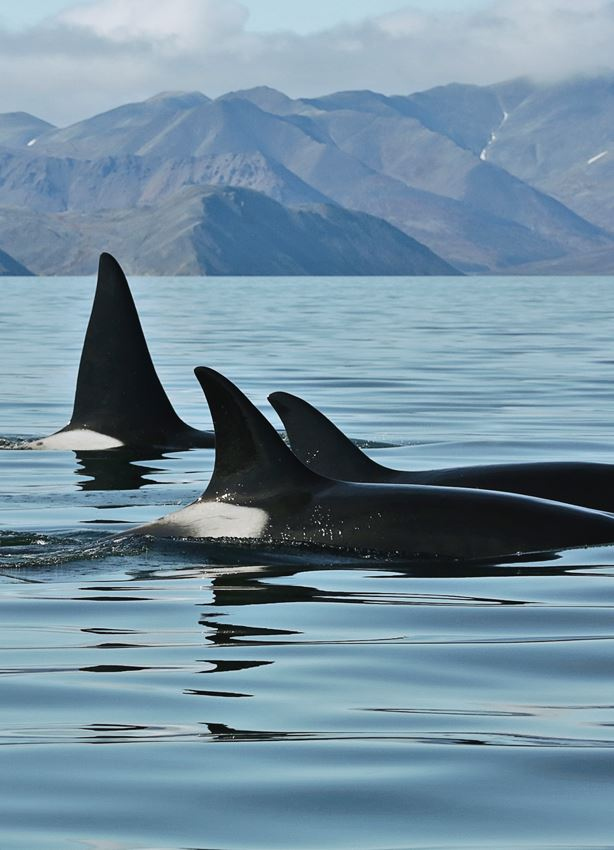 Иллюстрация к книге — Облачно, возможны косатки [i_010.jpg]