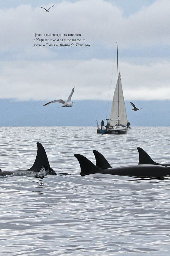 Иллюстрация к книге — Облачно, возможны косатки [i_015.jpg]